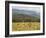 Eastern Grey Kangaroos, Geehi, Kosciuszko National Park, New South Wales, Australia, Pacific-Jochen Schlenker-Framed Photographic Print