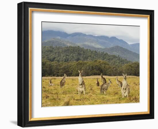 Eastern Grey Kangaroos, Geehi, Kosciuszko National Park, New South Wales, Australia, Pacific-Jochen Schlenker-Framed Photographic Print