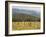 Eastern Grey Kangaroos, Geehi, Kosciuszko National Park, New South Wales, Australia, Pacific-Jochen Schlenker-Framed Photographic Print