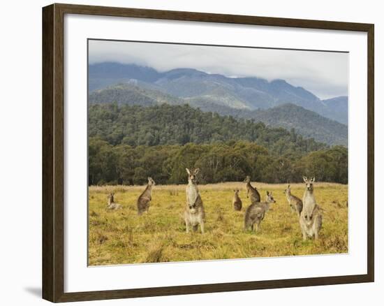 Eastern Grey Kangaroos, Geehi, Kosciuszko National Park, New South Wales, Australia, Pacific-Jochen Schlenker-Framed Photographic Print