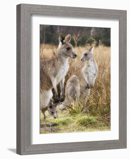 Eastern Grey Kangaroos, Kosciuszko National Park, New South Wales, Australia-Jochen Schlenker-Framed Photographic Print