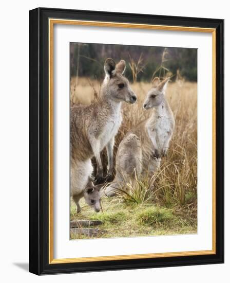 Eastern Grey Kangaroos, Kosciuszko National Park, New South Wales, Australia-Jochen Schlenker-Framed Photographic Print