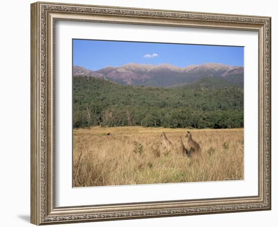 Eastern Grey Kangaroos, New South Wales, Australia, Pacific-Jochen Schlenker-Framed Photographic Print