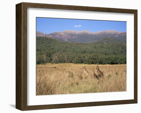 Eastern Grey Kangaroos, New South Wales, Australia, Pacific-Jochen Schlenker-Framed Photographic Print