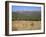 Eastern Grey Kangaroos, New South Wales, Australia, Pacific-Jochen Schlenker-Framed Photographic Print