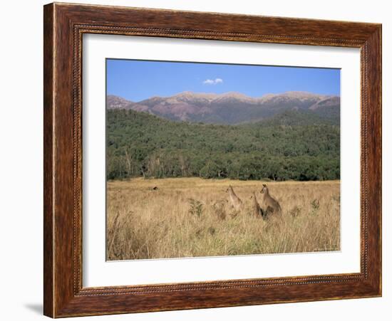 Eastern Grey Kangaroos, New South Wales, Australia, Pacific-Jochen Schlenker-Framed Photographic Print