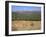 Eastern Grey Kangaroos, New South Wales, Australia, Pacific-Jochen Schlenker-Framed Photographic Print