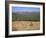 Eastern Grey Kangaroos, New South Wales, Australia, Pacific-Jochen Schlenker-Framed Photographic Print