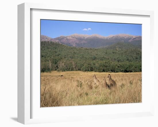 Eastern Grey Kangaroos, New South Wales, Australia, Pacific-Jochen Schlenker-Framed Photographic Print