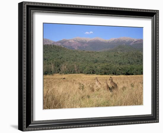 Eastern Grey Kangaroos, New South Wales, Australia, Pacific-Jochen Schlenker-Framed Photographic Print