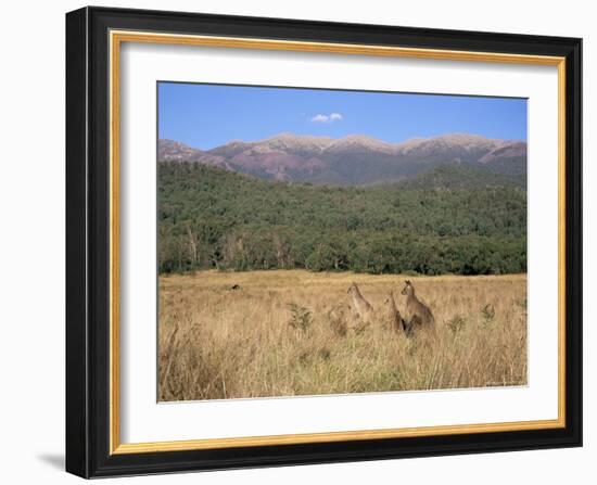 Eastern Grey Kangaroos, New South Wales, Australia, Pacific-Jochen Schlenker-Framed Photographic Print