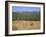 Eastern Grey Kangaroos, New South Wales, Australia, Pacific-Jochen Schlenker-Framed Photographic Print