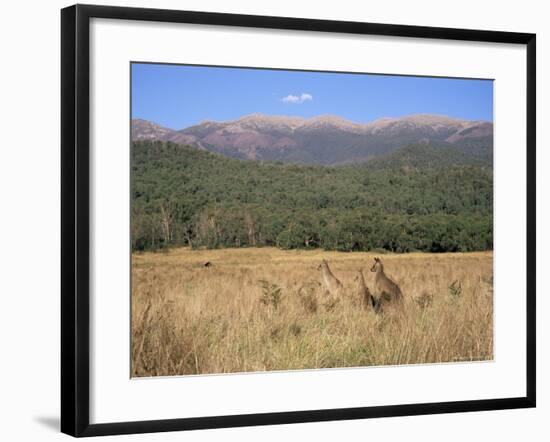 Eastern Grey Kangaroos, New South Wales, Australia, Pacific-Jochen Schlenker-Framed Photographic Print