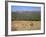 Eastern Grey Kangaroos, New South Wales, Australia, Pacific-Jochen Schlenker-Framed Photographic Print