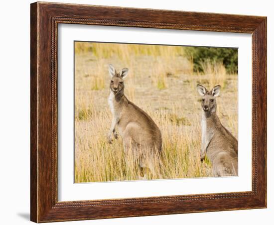 Eastern Grey Kangaroos, Wilsons Promontory National Park, Victoria, Australia, Pacific-Jochen Schlenker-Framed Photographic Print