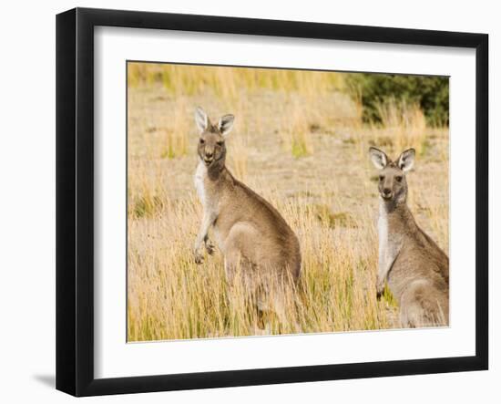 Eastern Grey Kangaroos, Wilsons Promontory National Park, Victoria, Australia, Pacific-Jochen Schlenker-Framed Photographic Print