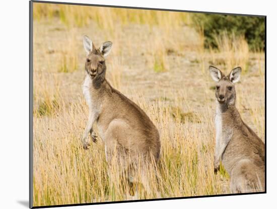 Eastern Grey Kangaroos, Wilsons Promontory National Park, Victoria, Australia, Pacific-Jochen Schlenker-Mounted Photographic Print