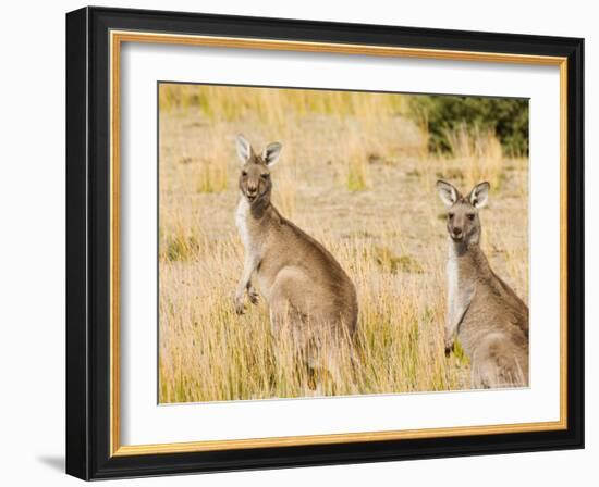 Eastern Grey Kangaroos, Wilsons Promontory National Park, Victoria, Australia, Pacific-Jochen Schlenker-Framed Photographic Print