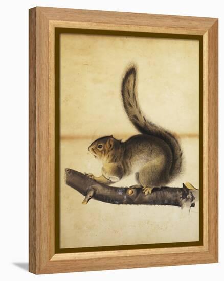 Eastern Grey Squirrel in Full Winter Coat, C.1840s-John James Audubon-Framed Premier Image Canvas