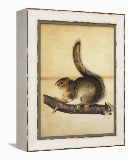 Eastern Grey Squirrel in Full Winter Coat, C.1840s-John James Audubon-Framed Premier Image Canvas