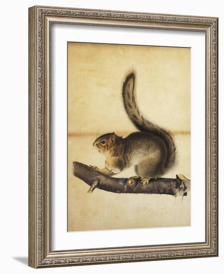 Eastern Grey Squirrel in Full Winter Coat, C.1840s-John James Audubon-Framed Giclee Print