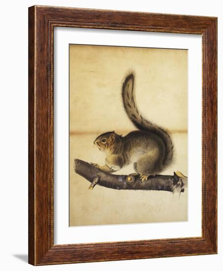 Eastern Grey Squirrel in Full Winter Coat, C.1840s-John James Audubon-Framed Giclee Print