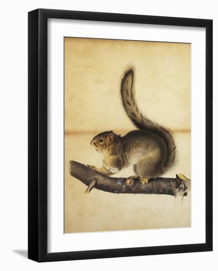 Eastern Grey Squirrel in Full Winter Coat, C.1840s-John James Audubon-Framed Giclee Print