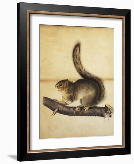 Eastern Grey Squirrel in Full Winter Coat, C.1840s-John James Audubon-Framed Giclee Print