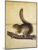 Eastern Grey Squirrel in Full Winter Coat, C.1840s-John James Audubon-Mounted Giclee Print