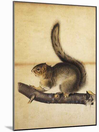 Eastern Grey Squirrel in Full Winter Coat, C.1840s-John James Audubon-Mounted Giclee Print