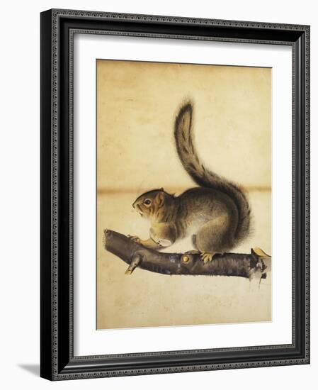 Eastern Grey Squirrel in Full Winter Coat, C.1840s-John James Audubon-Framed Giclee Print