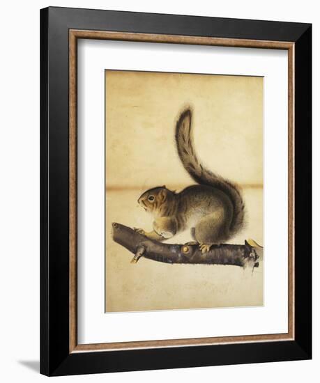 Eastern Grey Squirrel in Full Winter Coat, C.1840s-John James Audubon-Framed Giclee Print