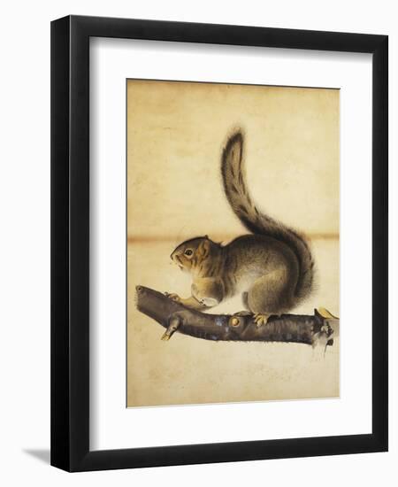 Eastern Grey Squirrel in Full Winter Coat, C.1840s-John James Audubon-Framed Giclee Print