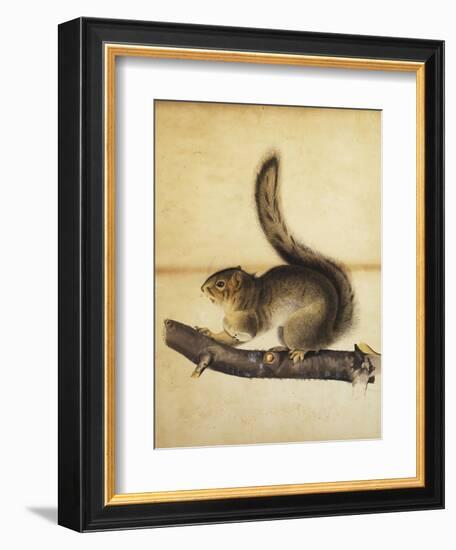 Eastern Grey Squirrel in Full Winter Coat, C.1840s-John James Audubon-Framed Giclee Print