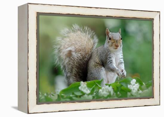 Eastern Grey Squirrel-Jacky Parker-Framed Premier Image Canvas