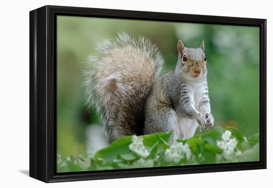 Eastern Grey Squirrel-Jacky Parker-Framed Premier Image Canvas