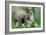 Eastern Grey Squirrel-Jacky Parker-Framed Giclee Print