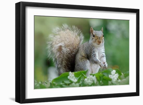 Eastern Grey Squirrel-Jacky Parker-Framed Giclee Print