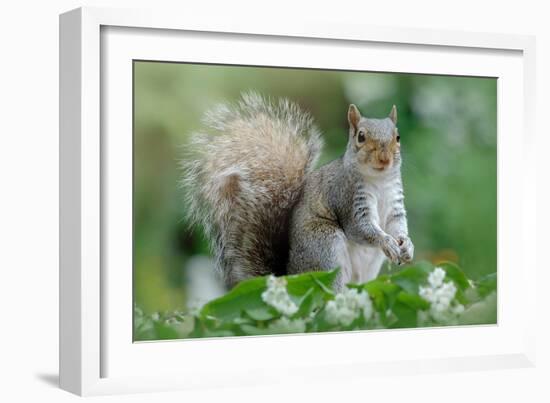 Eastern Grey Squirrel-Jacky Parker-Framed Giclee Print