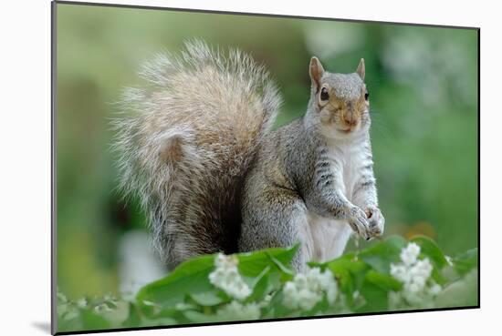 Eastern Grey Squirrel-Jacky Parker-Mounted Giclee Print