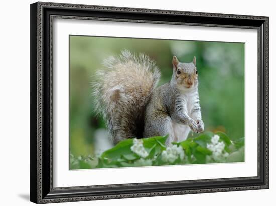 Eastern Grey Squirrel-Jacky Parker-Framed Giclee Print