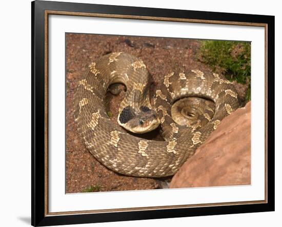 Eastern Hognose Snake Showing Excited Cobra-like Flaring of the Neck, Eastern US-Maresa Pryor-Framed Photographic Print