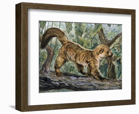 Eastern Lowland Olingo (Bassaricyon Alleni), Procyonidae-null-Framed Giclee Print