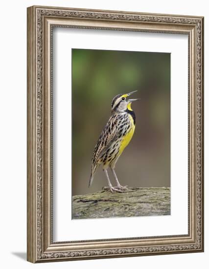 Eastern meadowlark singing, Ohio-Adam Jones-Framed Photographic Print