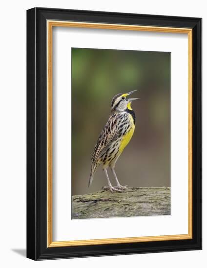 Eastern meadowlark singing, Ohio-Adam Jones-Framed Photographic Print