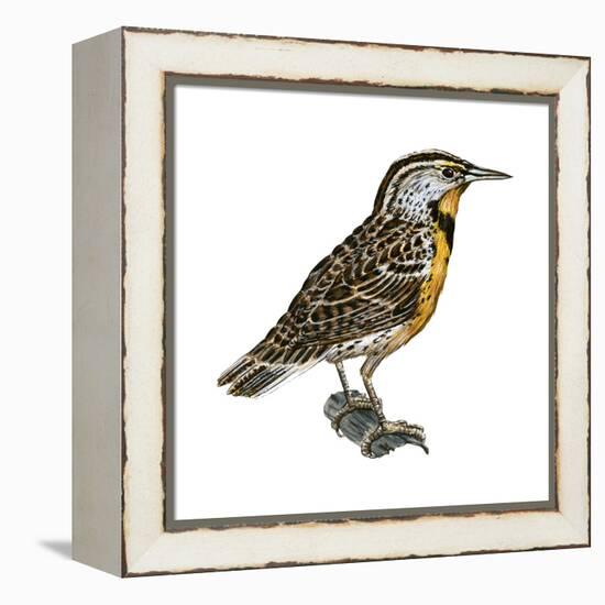 Eastern Meadowlark (Sturnella Magna), Birds-Encyclopaedia Britannica-Framed Stretched Canvas