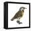 Eastern Meadowlark (Sturnella Magna), Birds-Encyclopaedia Britannica-Framed Stretched Canvas