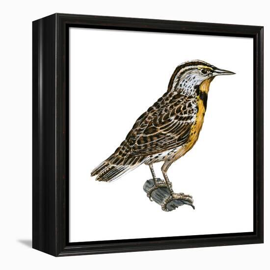 Eastern Meadowlark (Sturnella Magna), Birds-Encyclopaedia Britannica-Framed Stretched Canvas