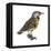 Eastern Meadowlark (Sturnella Magna), Birds-Encyclopaedia Britannica-Framed Stretched Canvas