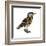 Eastern Meadowlark (Sturnella Magna), Birds-Encyclopaedia Britannica-Framed Art Print